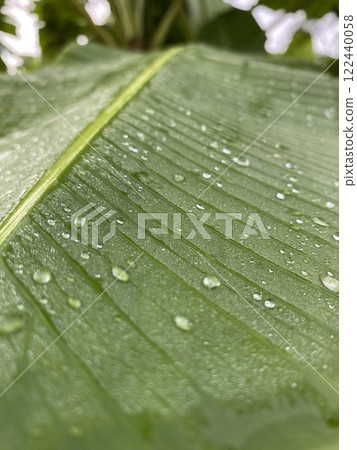 Banana leaf with water droplets in the garden. Macro shot. 122440058