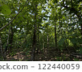 Trees with green leaves in the forest in summer. Green background 122440059