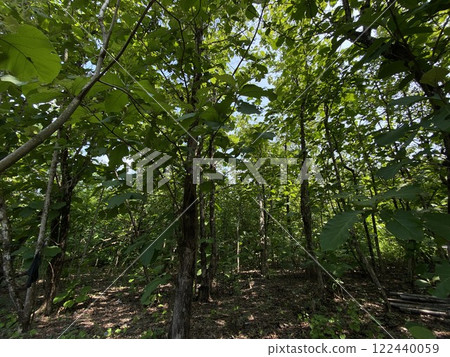 Trees with green leaves in the forest in summer. Green background 122440059