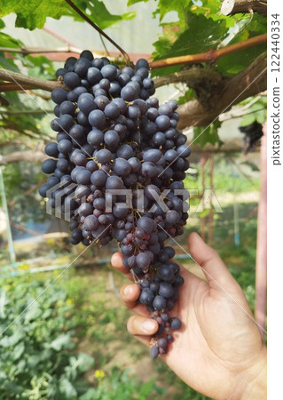 Red ripe grapes 122440334