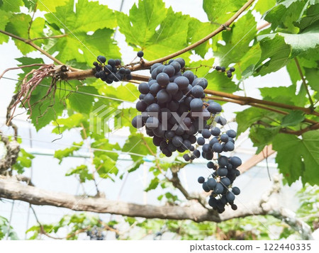 Red ripe grapes 122440335