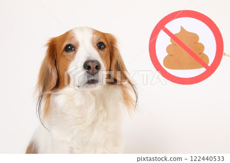 廁所禁止標誌和 Kooikerhondje 122440533