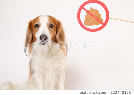 廁所禁止標誌和 Kooikerhondje 122440536