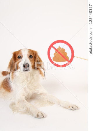 廁所禁止標誌和 Kooikerhondje 122440537