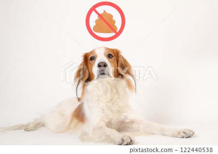 Toilet prohibition sign and Kooikerhondje 122440538