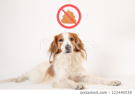 Toilet prohibition sign and Kooikerhondje 122440539