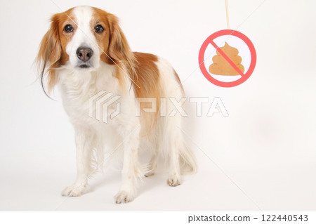 Toilet prohibition sign and Kooikerhondje Toilet prohibition sign and Kooikerhondje 122440543