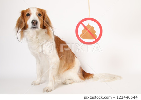 廁所禁止標誌和 Kooikerhondje 廁所禁止標誌和 Kooikerhondje 122440544