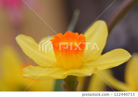 杯狀水仙花 122440713