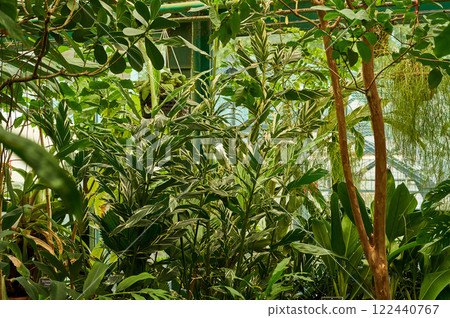 Tropical plants in the botanical garden. Natural background. 122440767