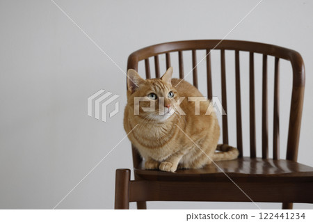 Daily scenery of cat parent and child Daily scenery of cat parent and child 122441234