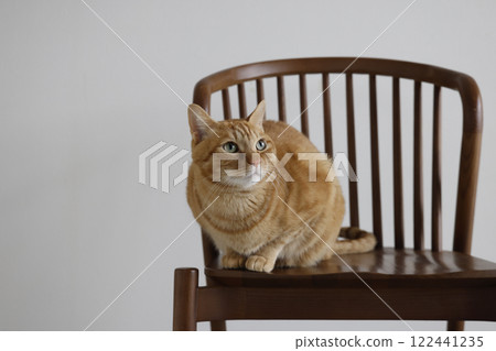 Daily scenery of cat parent and child 122441235