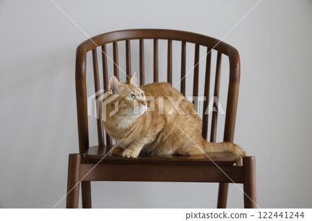 Daily scenery of cat parent and child Daily scenery of cat parent and child 122441244