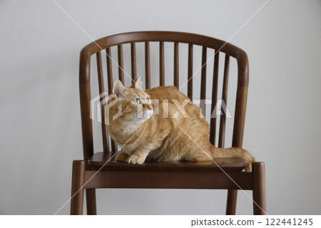 Daily scenery of cat parent and child 122441245