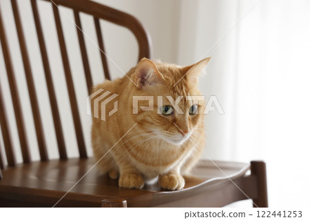貓親子日常風景 122441253
