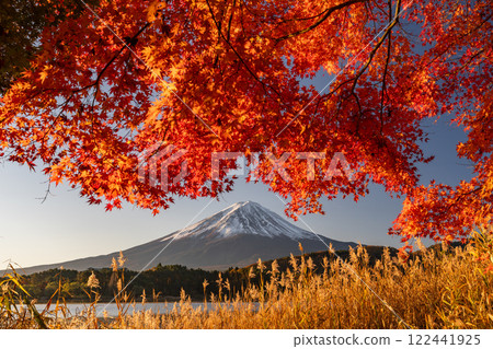 <Yamanashi Prefecture> Mt. Fuji and autumn leaves at dawn on the shores of Lake Kawaguchi <Yamanashi Prefecture> Mt. Fuji and autumn leaves at dawn on the shores of Lake Kawaguchi 122441925