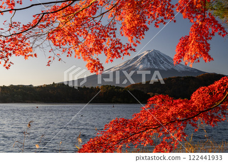 <Yamanashi Prefecture> Mt. Fuji and autumn leaves at dawn on the shores of Lake Kawaguchi 122441933