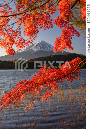 <Yamanashi Prefecture> Mt. Fuji and autumn leaves at dawn on the shores of Lake Kawaguchi 122441936