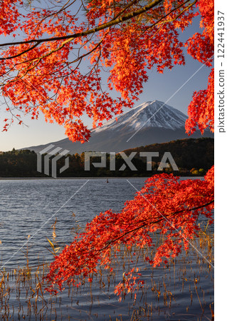 <Yamanashi Prefecture> Mt. Fuji and autumn leaves at dawn on the shores of Lake Kawaguchi 122441937