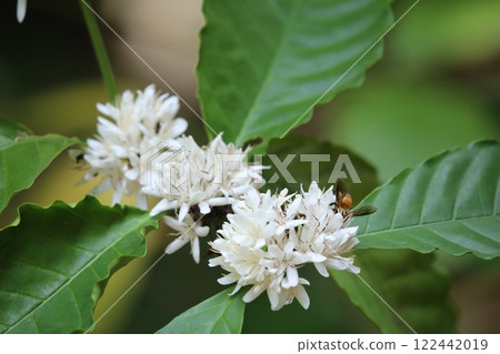 Coffee tree blossom with bee, closeup of photo 122442019