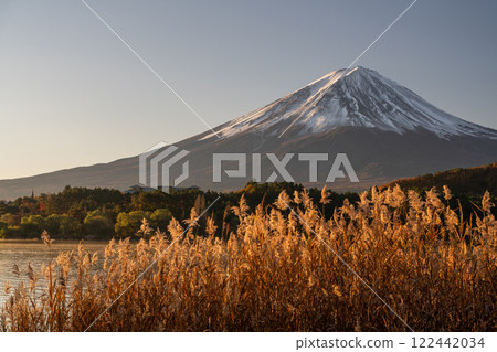 《山梨縣》富士山與紫芒－秋季河口湖畔的黎明 122442034