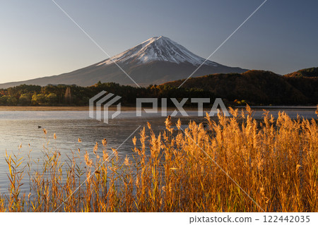 《山梨縣》富士山與紫芒－秋季河口湖畔的黎明 122442035