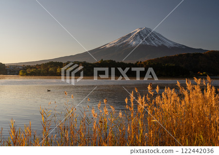 《山梨縣》富士山與紫芒－秋季河口湖畔的黎明 122442036