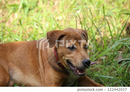 Brown Pitbull and Bang Kaeo mixed breed puppy dog lying on grass in the garden 122442037
