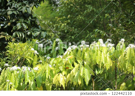 Coffee tree blossom with white flowers and green leaves on tree in a coffee plantation 122442110