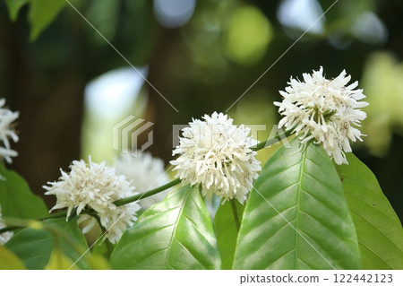 Coffee tree blossom with white color blossom and green leaves background in tropical garden Coffee tree blossom with white color blossom and green leaves background in tropical garden 122442123