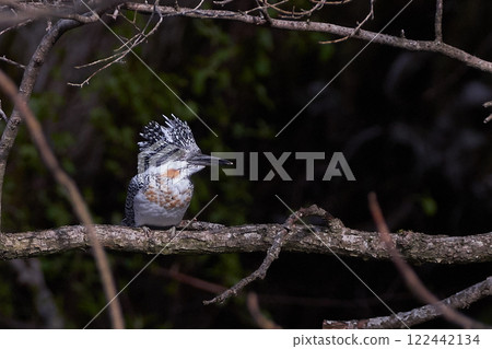 翠鳥雄鳥棲息在樹枝上 122442134