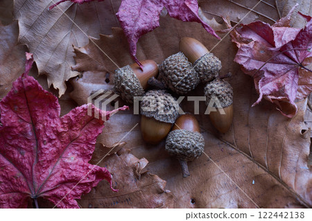 Acoria和枯葉 122442138