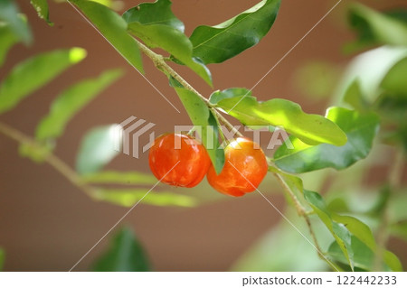 Fresh red ripe Acerola cherry fruits on tree branch in nature garden, Barbados 122442233