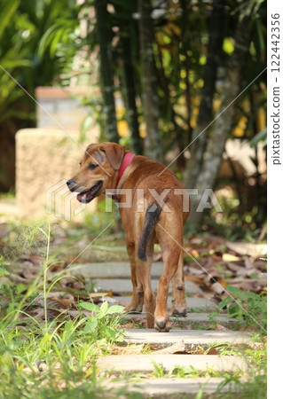 Portrait of cute Pitbull and Bang Kaeo mixed breed puppy in the garden 122442356