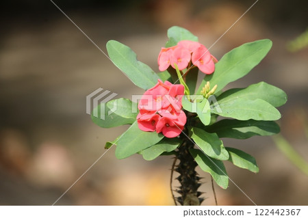 Beautiful pink crown of thorns flowers, Euphorbia milli on tree in tropical garden 122442367