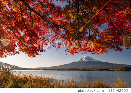 <Yamanashi Prefecture> Mt. Fuji and autumn leaves at dawn on the shores of Lake Kawaguchi <Yamanashi Prefecture> Mt. Fuji and autumn leaves at dawn on the shores of Lake Kawaguchi 122442403