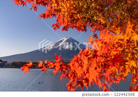 <Yamanashi Prefecture> Mt. Fuji and autumn leaves at dawn on the shores of Lake Kawaguchi <Yamanashi Prefecture> Mt. Fuji and autumn leaves at dawn on the shores of Lake Kawaguchi 122442508