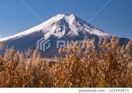 《Yamanashi Prefecture》Mt. Fuji and Japanese silver grass - Oshino Village in autumn 122442673