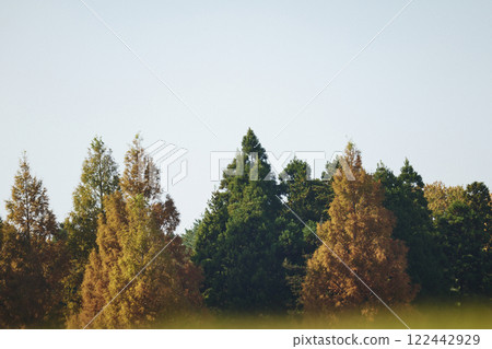 Metasequoia trees with autumn foliage 122442929