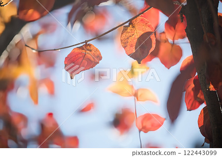 桂的秋葉 122443099