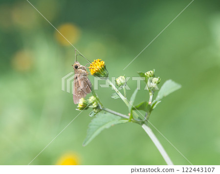 Skipper butterfly resting on a flower Skipper butterfly resting on a flower 122443107