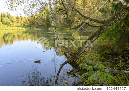 The trunk of a birch tree arched into a pond with ducks in the forest in autumn The trunk of a birch tree arched into a pond with ducks in the forest in autumn 122443317