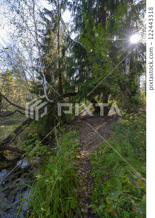 The trunk of a birch tree arched into a lake in the forest in autumn The trunk of a birch tree arched into a lake in the forest in autumn 122443318