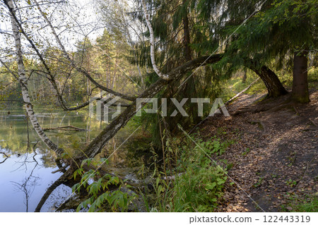 The trunk of a birch tree arched into a lake in the forest in autumn The trunk of a birch tree arched into a lake in the forest in autumn 122443319