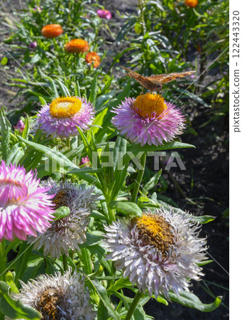 A flower bed with a Helichrysum flowers with a butterfly in autumn, with traces of wilting A flower bed with a Helichrysum flowers with a butterfly in autumn, with traces of wilting 122443320