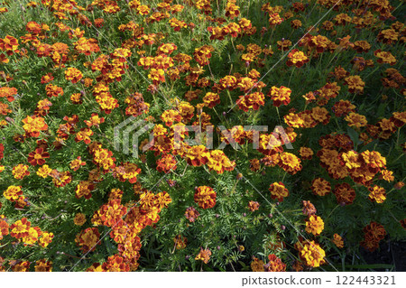 A field of orange-red-yellow marigold flowers in autumn A field of orange-red-yellow marigold flowers in autumn 122443321