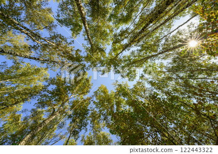 Birch trees reaching into the sky and the rays of the sun through their crowns 122443322