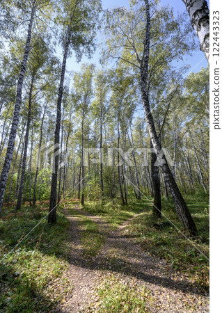 A path strewn with fallen leaves in a birch forest in autumn A path strewn with fallen leaves in a birch forest in autumn 122443323