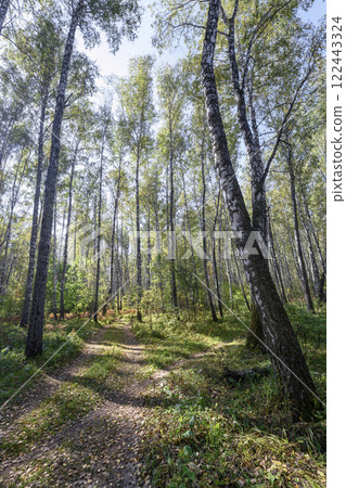 A path strewn with fallen leaves in a birch forest in autumn A path strewn with fallen leaves in a birch forest in autumn 122443324