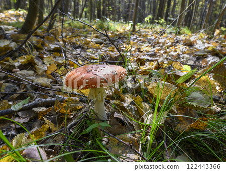 Mushroom fly agaric in the autumn forest 122443366